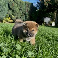 Chiot femelle sesame lof shiba inu #3