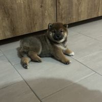 Chiot femelle sesame lof shiba inu #4