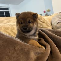 Chiot femelle sesame lof shiba inu