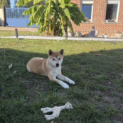 Chiot mâle shiba inu #1