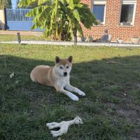 Chiot mâle shiba inu #1