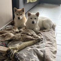 Chiot mâle shiba inu