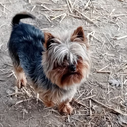 Magnifique chiot yorkshire male #2