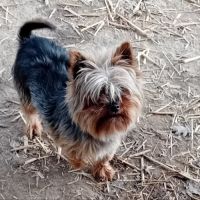 Magnifique chiot yorkshire male #2