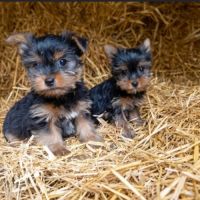 Magnifique chiot yorkshire male #3