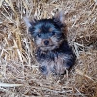 Magnifique chiot yorkshire male