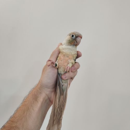 Conure de molina eam #1