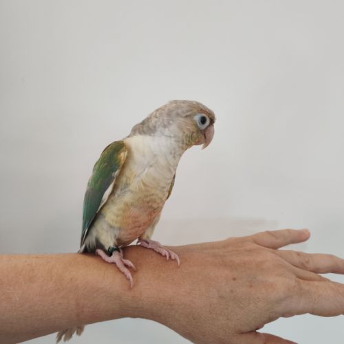 Conure de molina eam #3