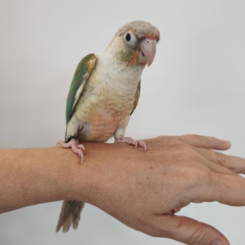 Conure de molina eam #0