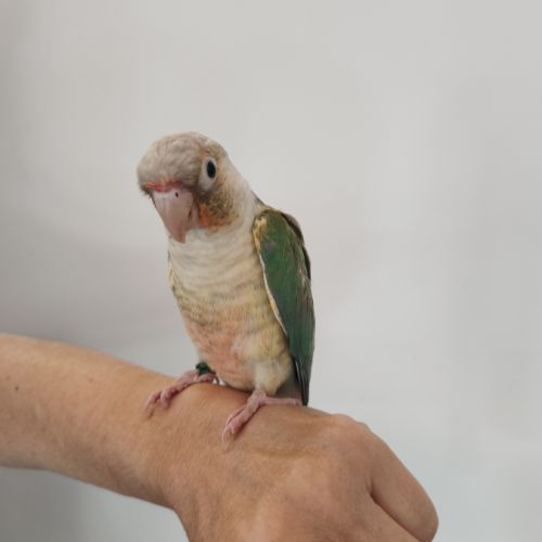 Conure de molina eam #6