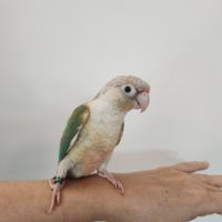 Conure de molina eam #2