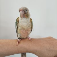 Conure de molina eam #5
