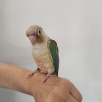 Conure de molina eam #6