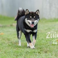 Chiot shiba inu