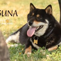 Chiot shiba inu #2