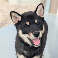 Chiot shiba inu #4