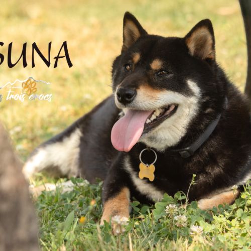 Chiot shiba inu lof #2