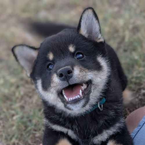 Chiot shiba inu lof #3