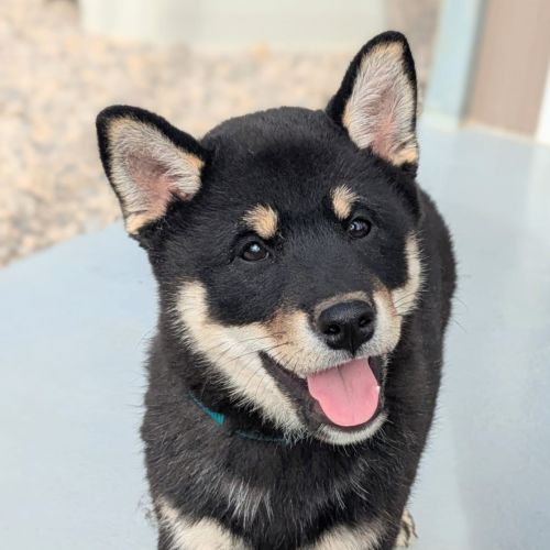 Chiot shiba inu lof #4