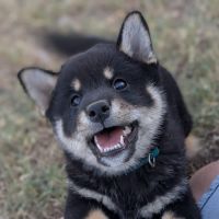 Chiot shiba inu lof #3