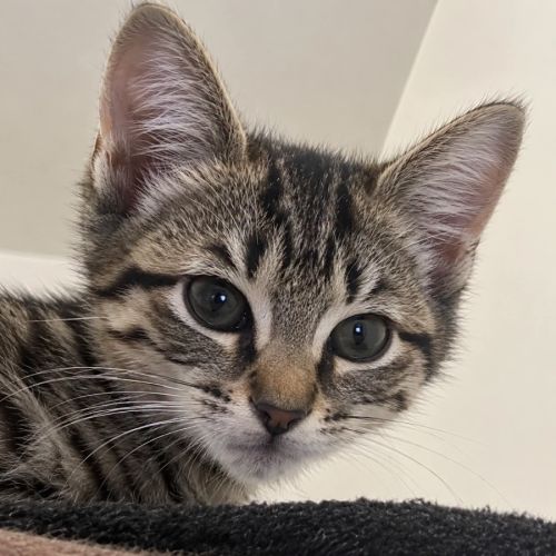 Gomette, petit pot de colle en quête d’amour #1