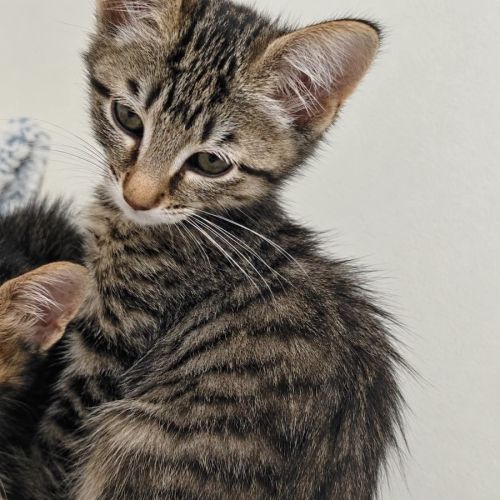 Gomette, petit pot de colle en quête d’amour #3