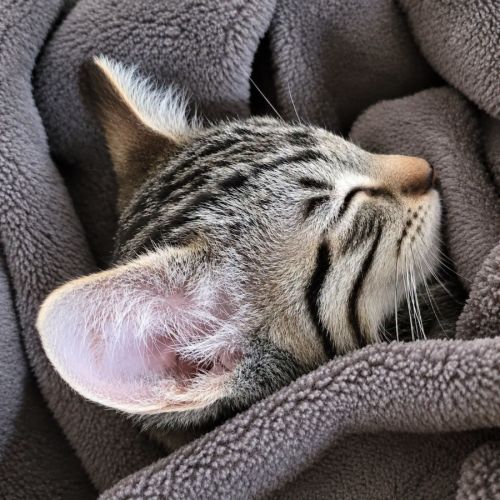 Gomette, petit pot de colle en quête d’amour #0
