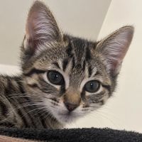 Gomette, petit pot de colle en quête d’amour #1