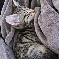 Gomette, petit pot de colle en quête d’amour #2