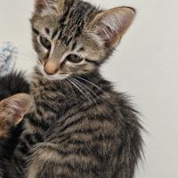 Gomette, petit pot de colle en quête d’amour #3