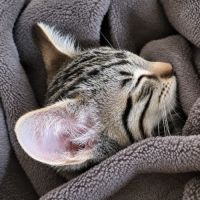 Gomette, petit pot de colle en quête d’amour