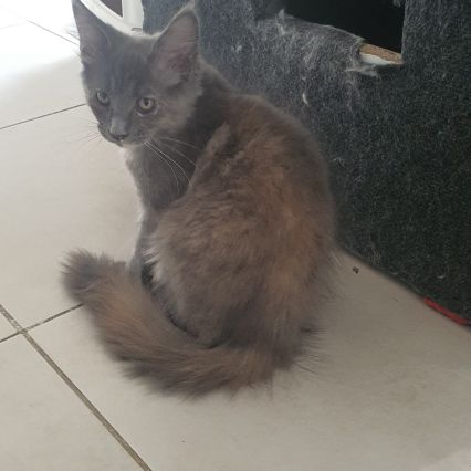 Chatons maine coon loof #1