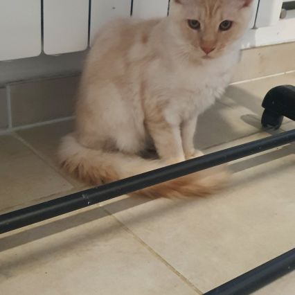 Chatons maine coon loof #0
