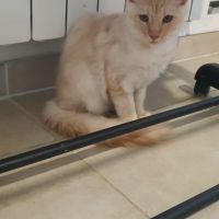 Chatons maine coon loof