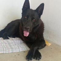 Fox, magnifique berger allemand noir