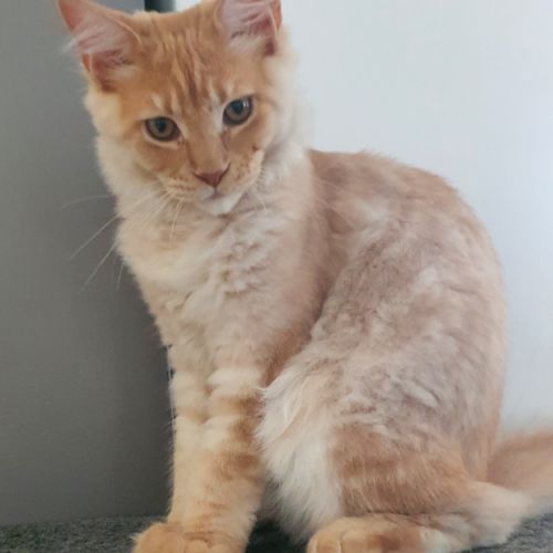 Chatons maine coon loof #2