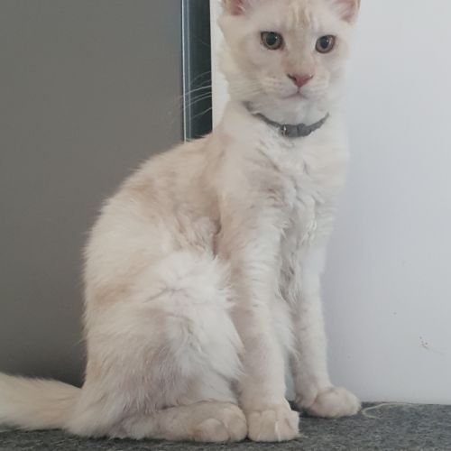 Chatons maine coon loof #3