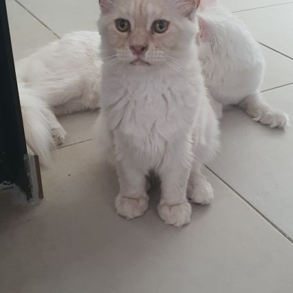 Chatons maine coon loof #4