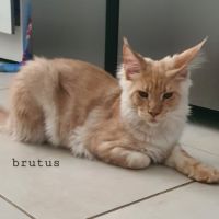 Chatons maine coon loof