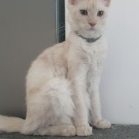 Chatons maine coon loof #3