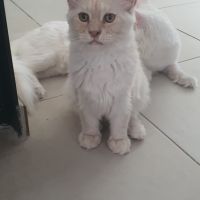 Chatons maine coon loof #4