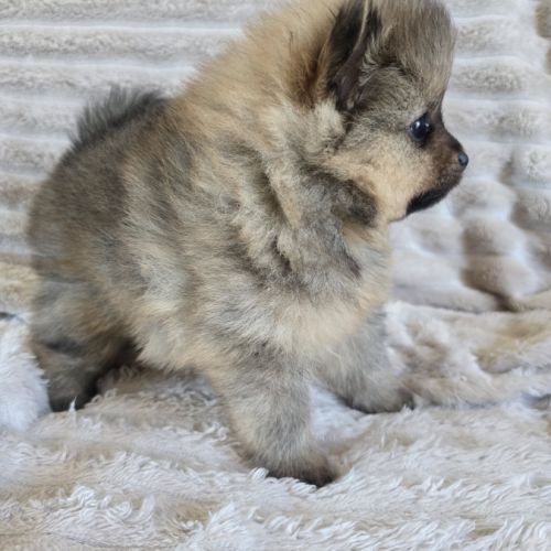 Spitz allemand #1