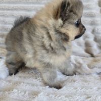 Spitz allemand #1