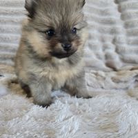 Spitz allemand #2