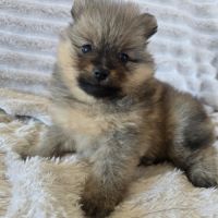Spitz allemand #3
