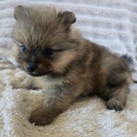 Spitz allemand #4