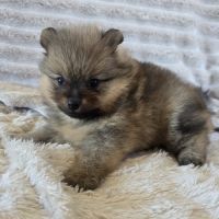 Spitz allemand