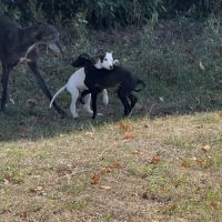 Lévrier greyhound #1