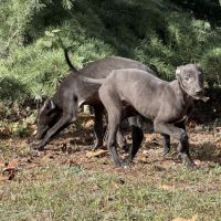 Lévrier greyhound #5