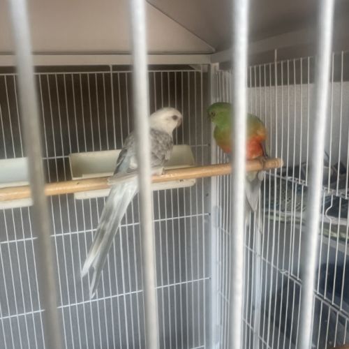 Couple de croupion #1
